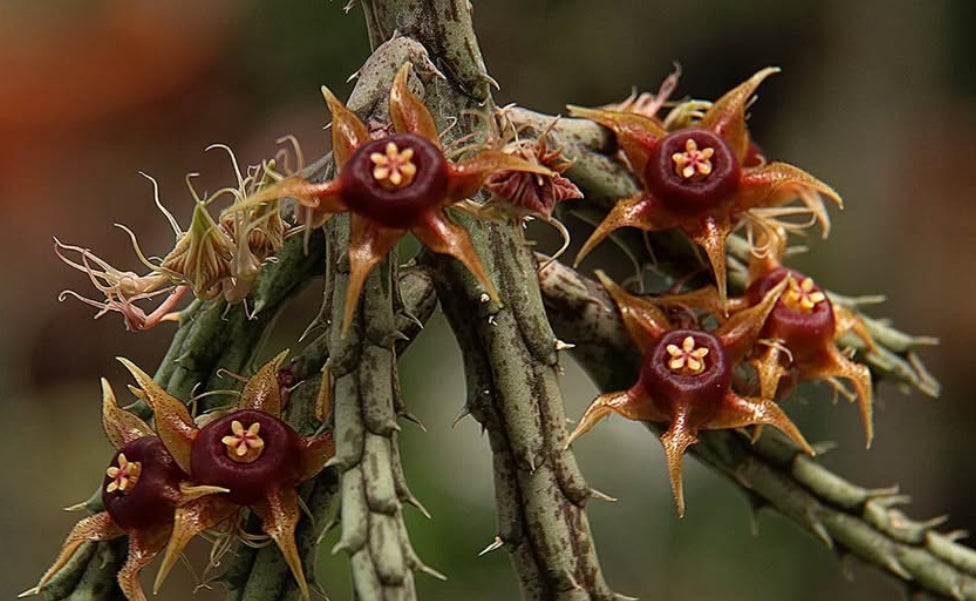 Huernia andreaeana seeds