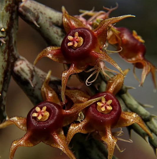 Huernia andreaeana seeds