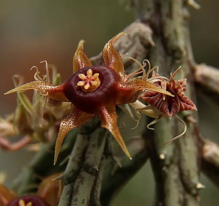 Huernia andreaeana seeds