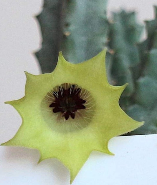 Huernia bayeri seeds