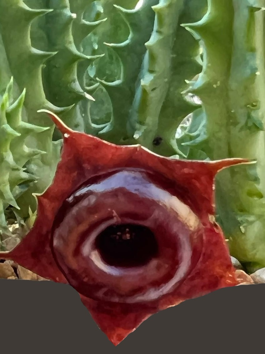 Huernia black doughnut seeds