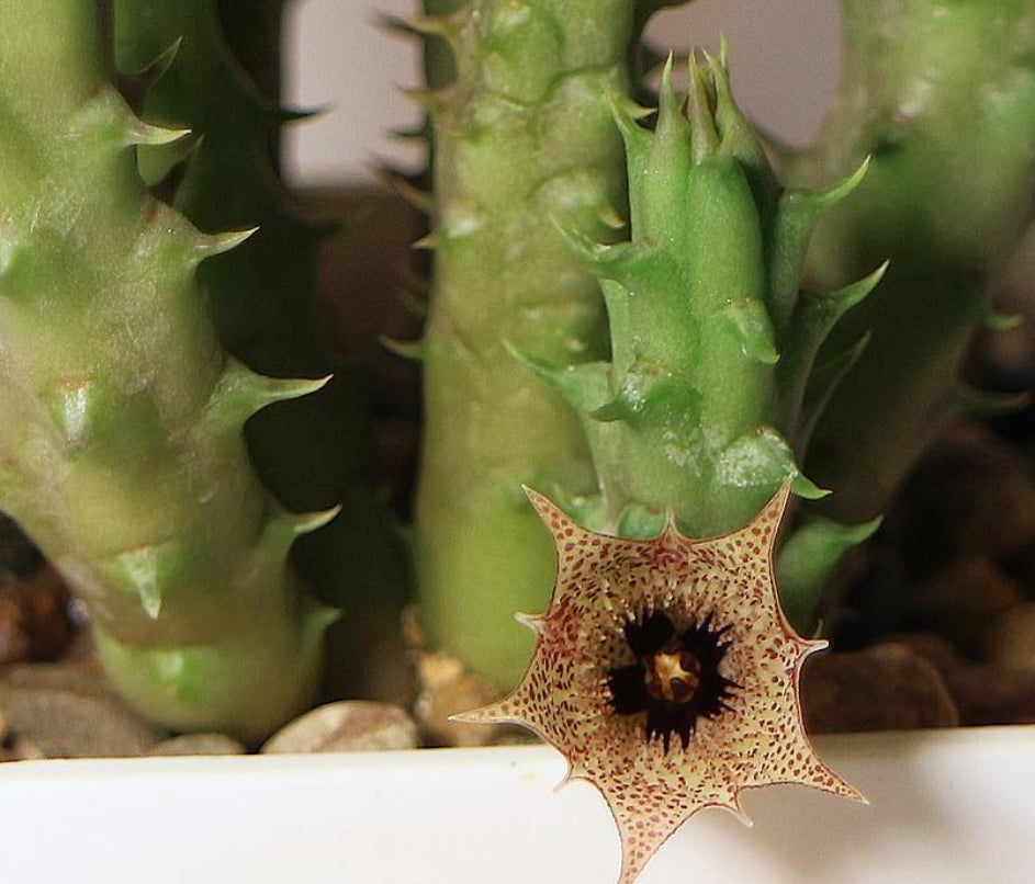 Huernia boleana seeds