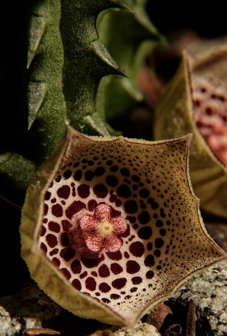 Huernia calosticta seeds