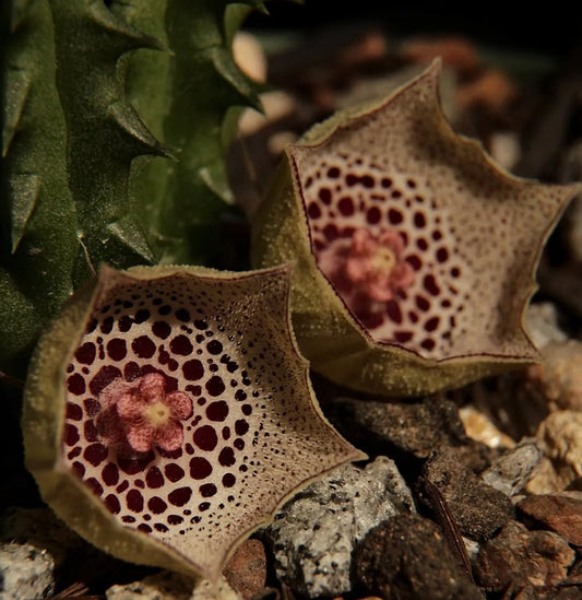 Huernia calosticta seeds