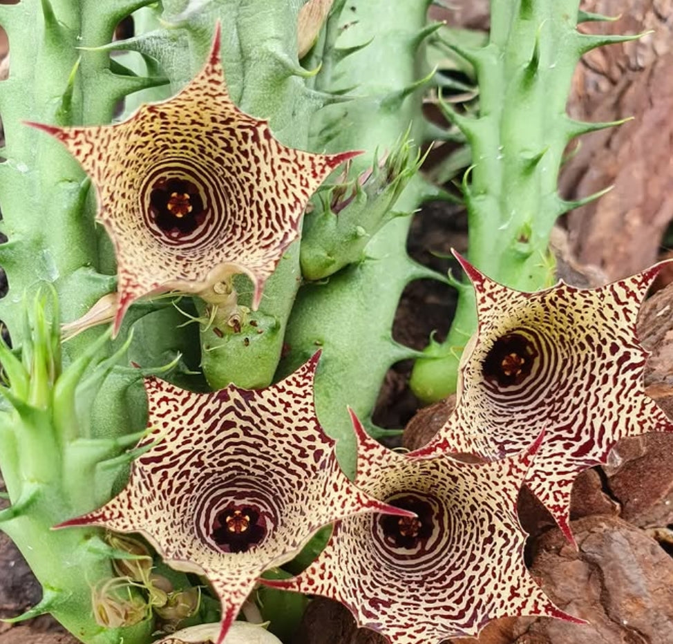 Huernia conccina seeds