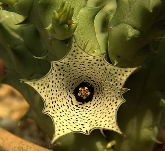 Huernia delicata seeds