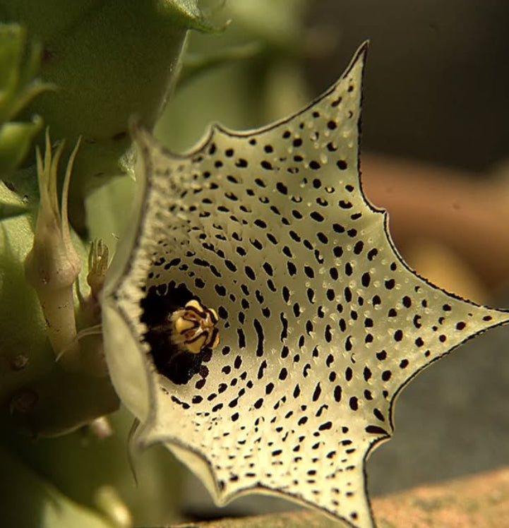 Huernia delicata seeds
