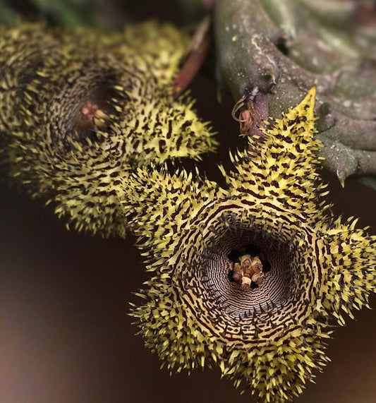 Huernia hystrix seeds