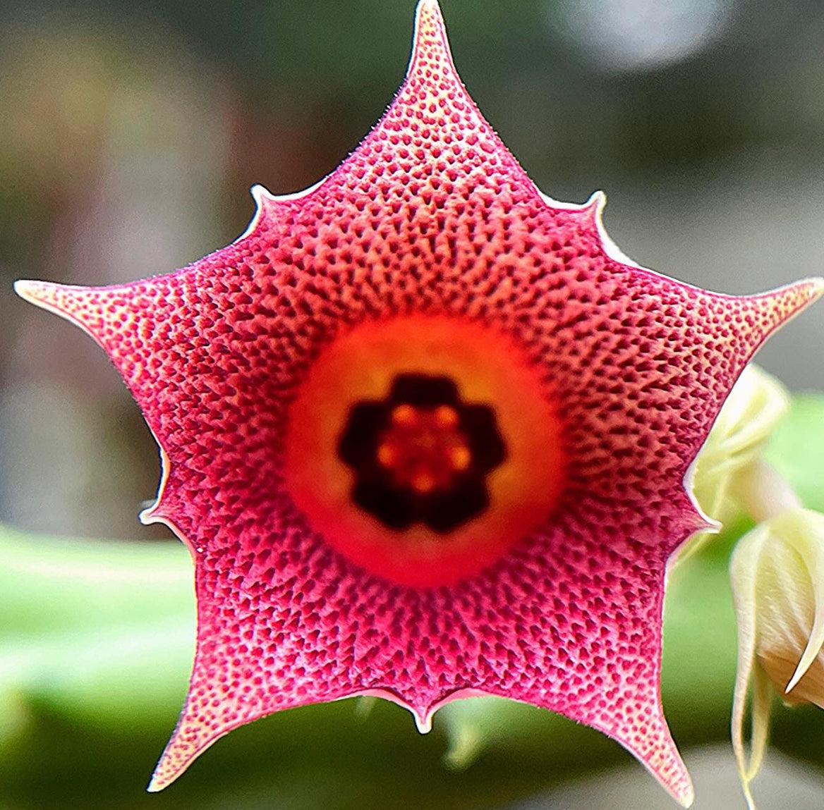 Huernia keniensis x macrocarpa seeds