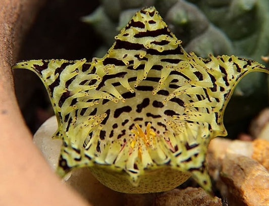Huernia kennedyana seeds