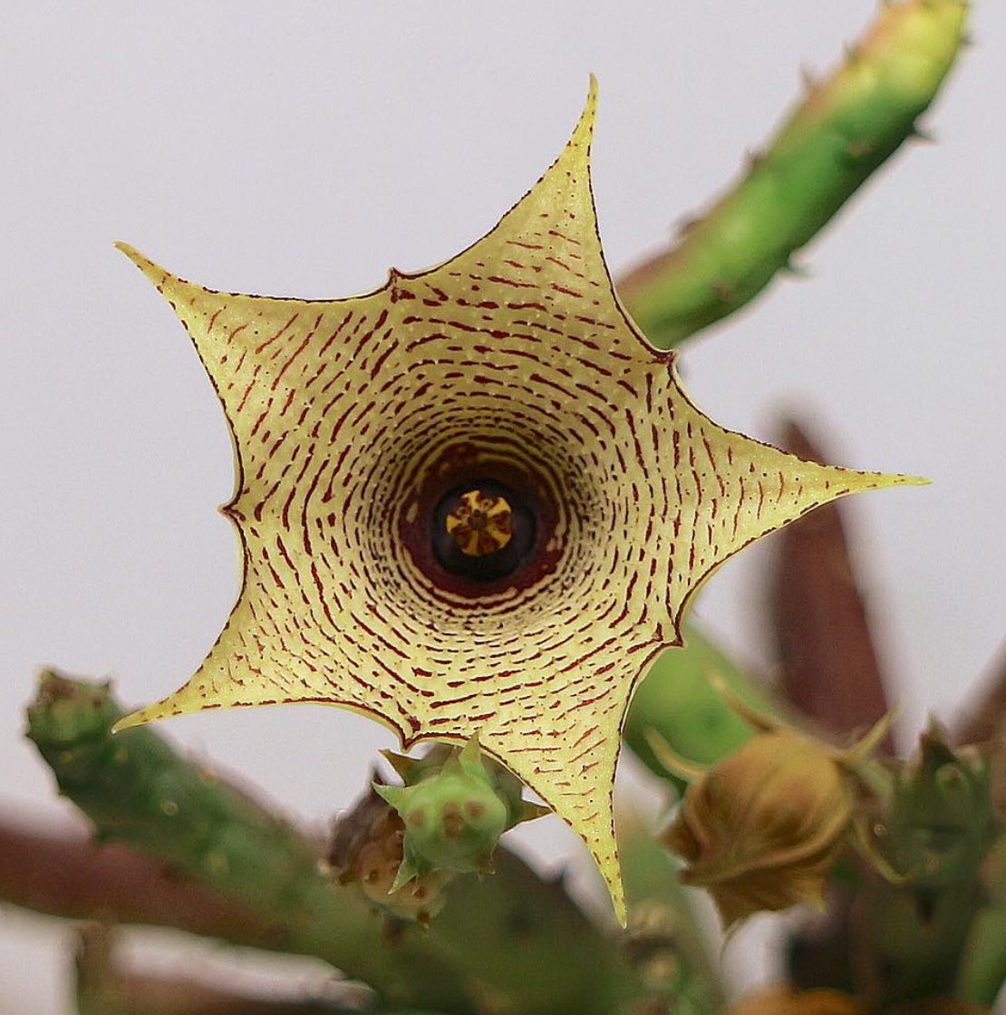 Huernia leachii seeds