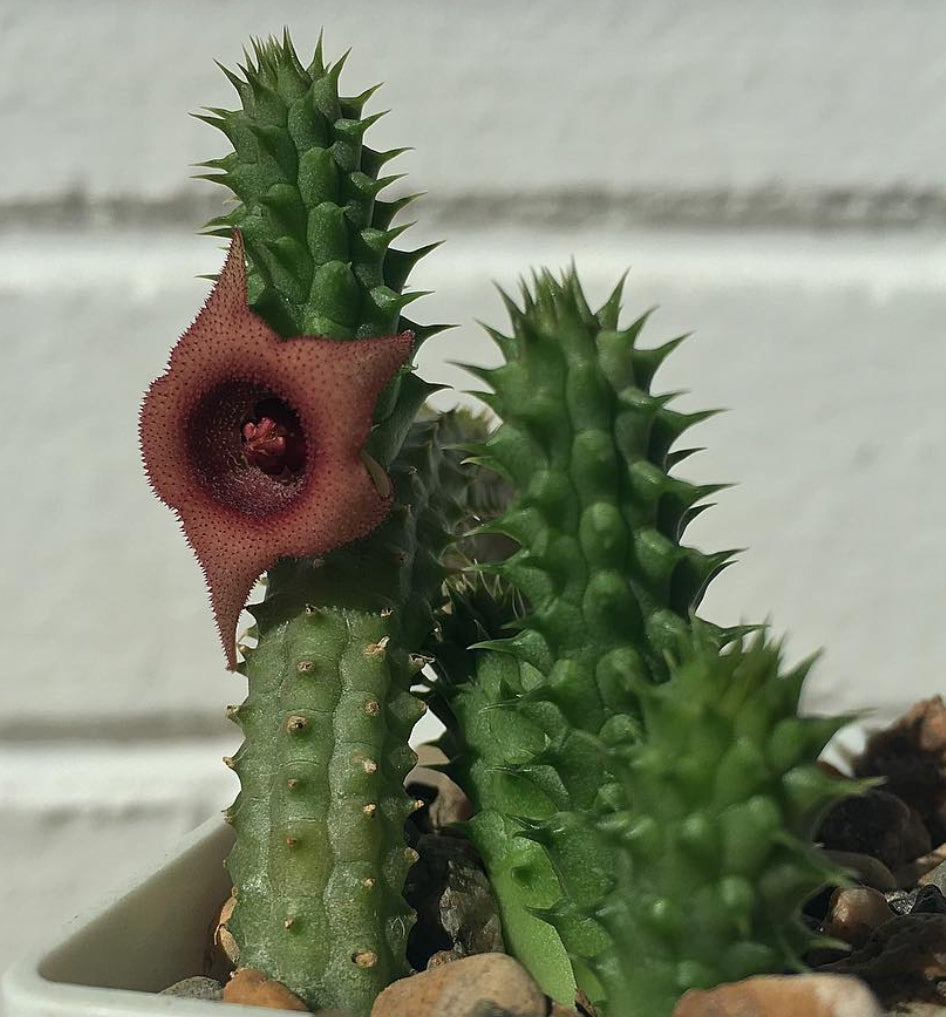 Huernia schneideriana seeds