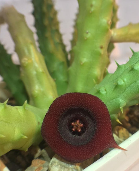 Huernia schneideriana seeds