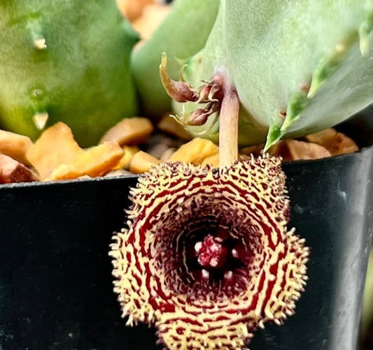 Huernia stapelioides seeds