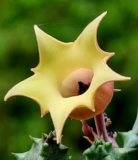 Huernia thuretii var primulina seeds