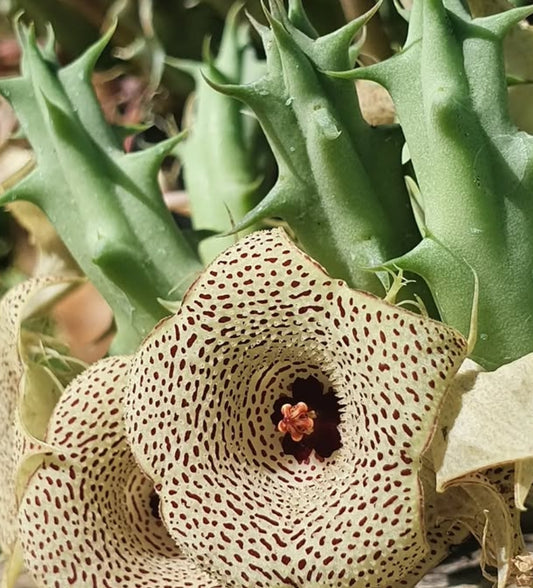 Huernia yemensis hybrid seeds
