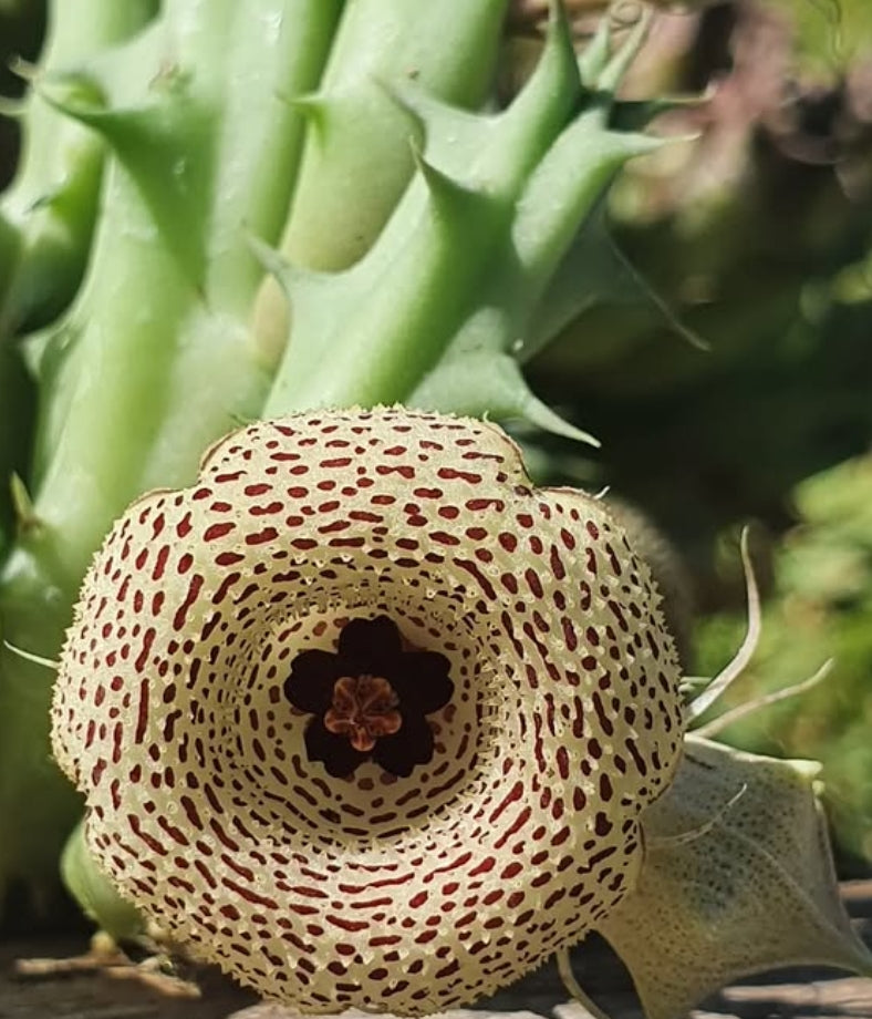 Huernia yemensis hybrid seeds