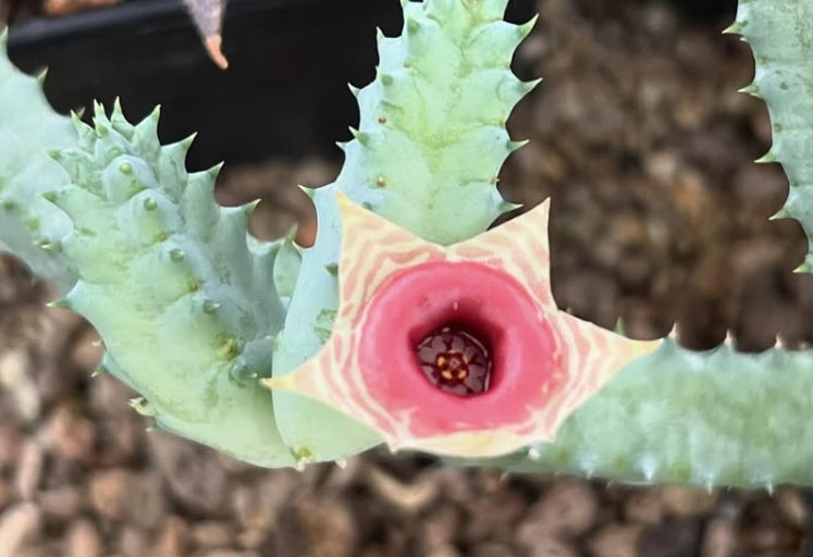Huernia zebrina ssp. insigniflora seeds