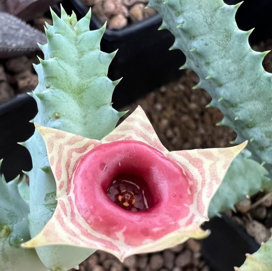 Huernia zebrina ssp. insigniflora seeds