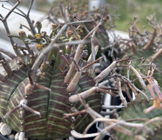 Euphorbia Valida Selected seeds