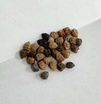 Jatropha marginata seeds
