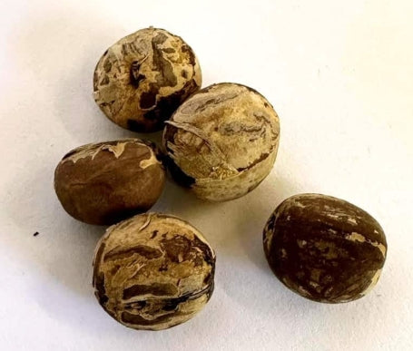 Jatropha multifida seeds