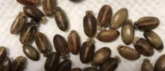 Jatropha podagrica ( Yellow flower ) seeds