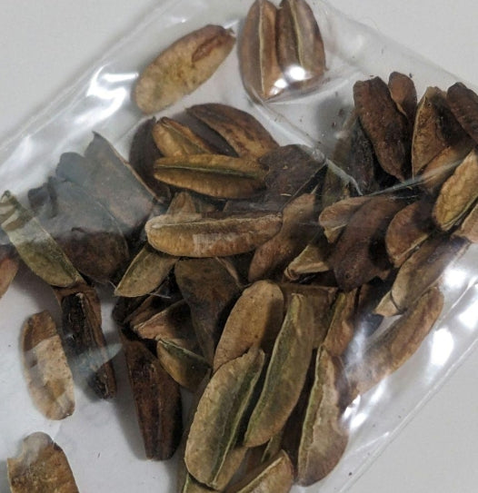 Lannea alata seeds