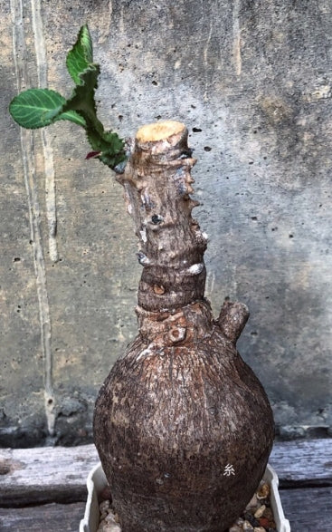 Monadenium magnificum seeds