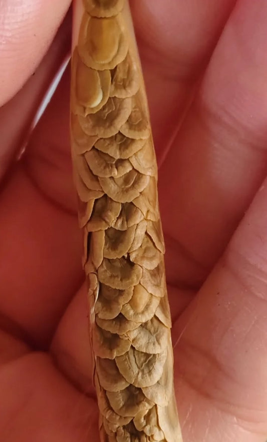 Monolluma x Huernia 'Moonlight' hybrid seeds