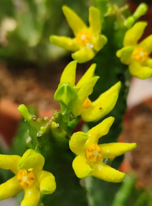 Monolluma ( Caralluma ) quadrangula seeds