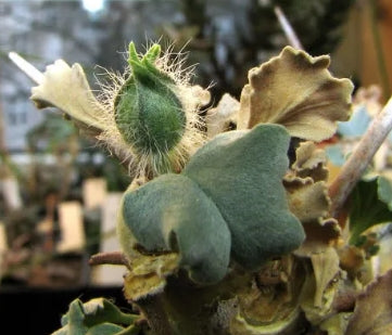 Monsonia crassicaulis seeds