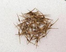 Nepenthes Eustachya seeds