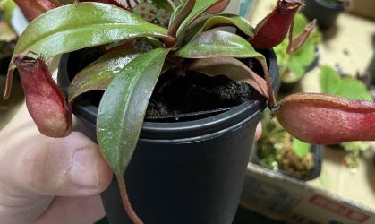 Nepenthes Red Mary seeds
