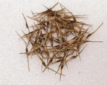 Nepenthes adrianii seeds