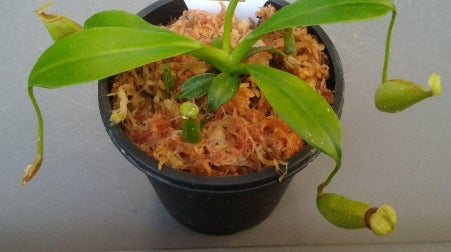 Nepenthes bicalcarata seeds