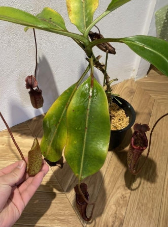 Nepenthes burbidgeae seeds