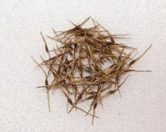 Nepenthes northiana red seeds