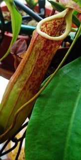 Nepenthes kongkandana seeds