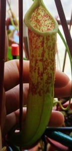 Nepenthes kongkandana seeds