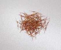 Nepenthes spathulata x campanulata seeds