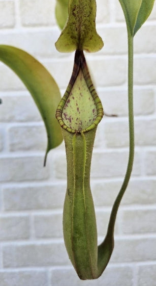 Nepenthes truncata seeds