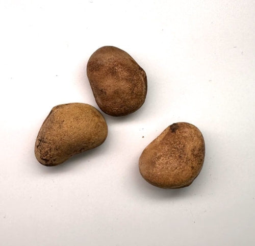Odosicyos bosseri seeds