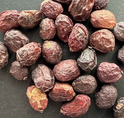 Operculicarya hirsutissima seeds