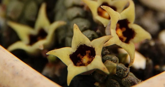 Ophionella arcuata subsp. mirkinii seeds