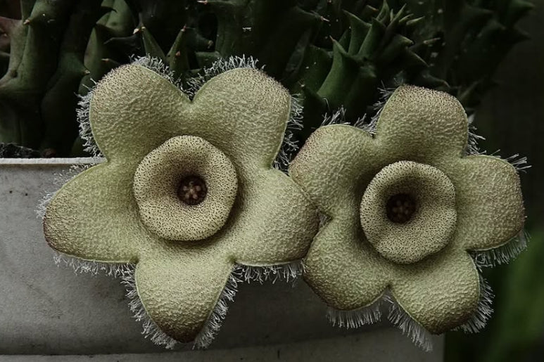 Orbea Ciliata seeds