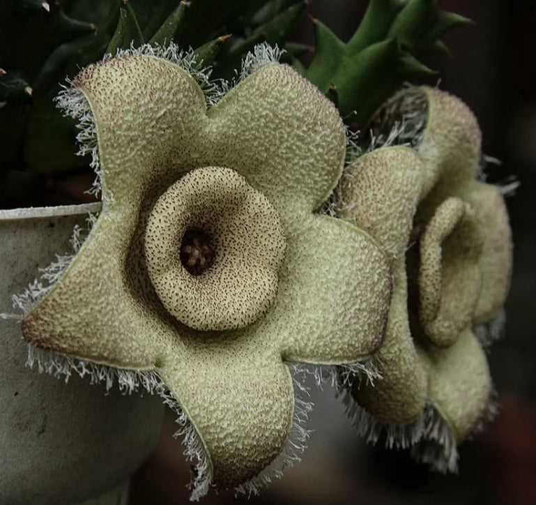Orbea Ciliata seeds