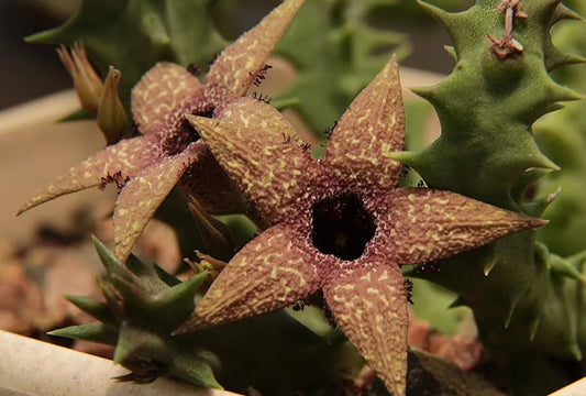 Orbea Gerstneri seeds