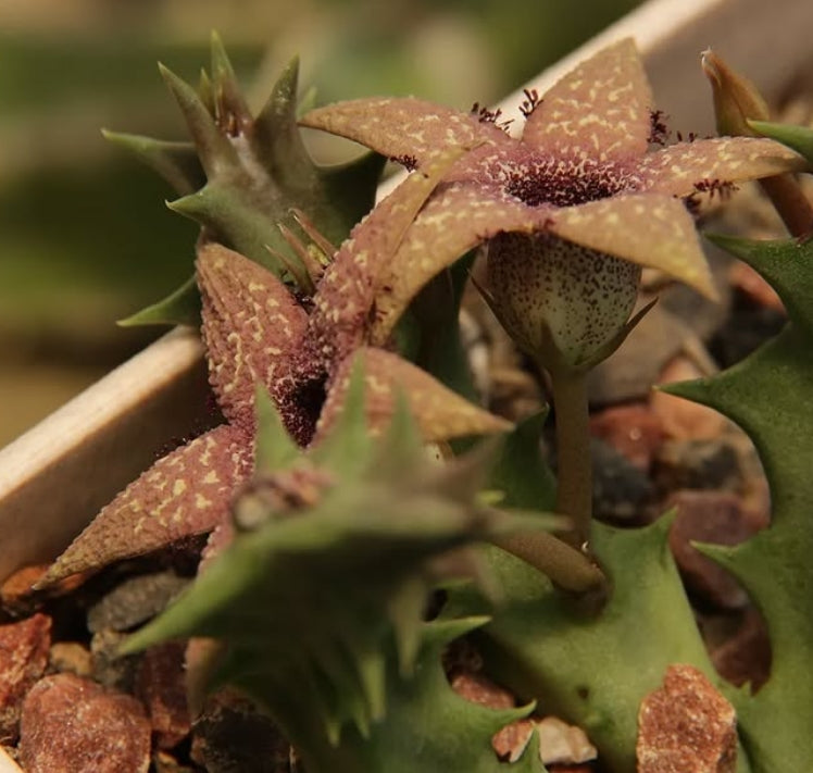 Orbea Gerstneri seeds