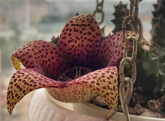 Orbea Red Leopard seeds